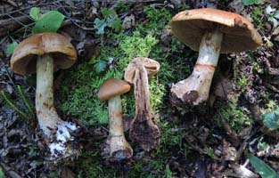 Cortinarius armillatus side view and lateral section.